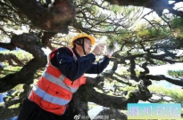 黄山千年迎客松体检报告出炉