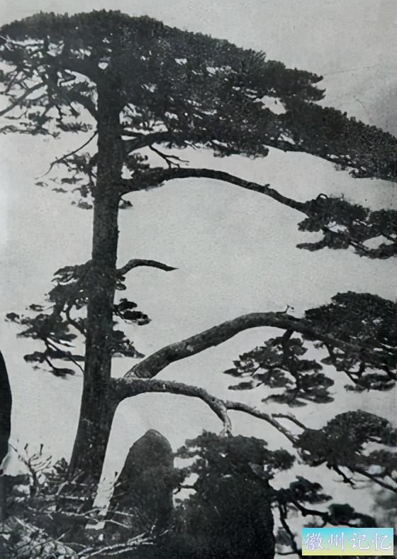 百年老照片，破解黄山迎客松真假之谜-5.jpg
