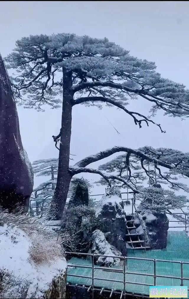 分享大美黄山的迎客松 美呆啦-2.jpg
