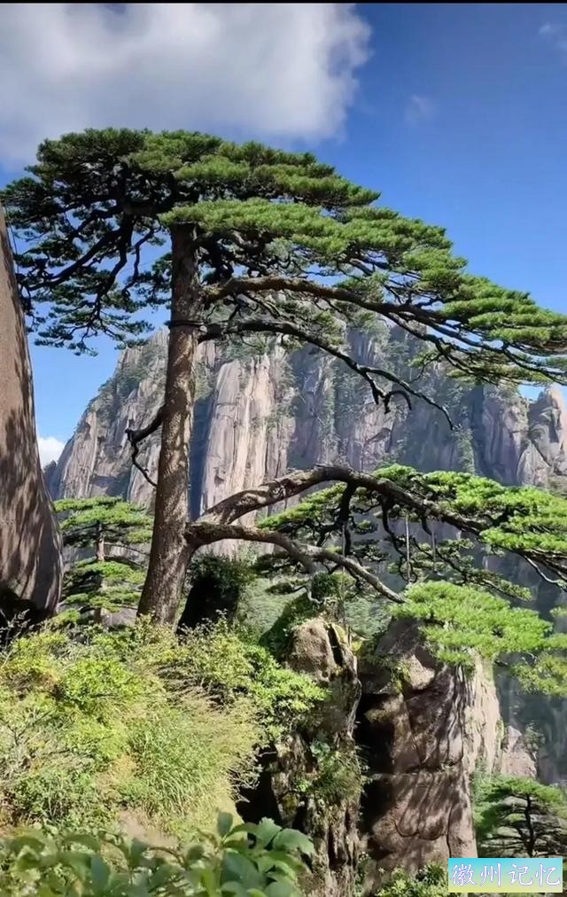 分享大美黄山的迎客松 美呆啦-7.jpg