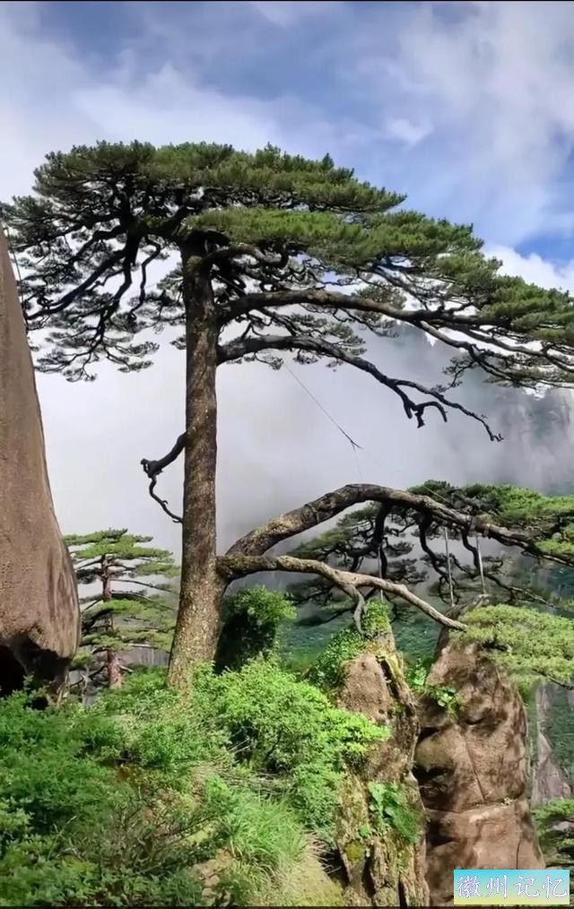 分享大美黄山的迎客松 美呆啦-8.jpg