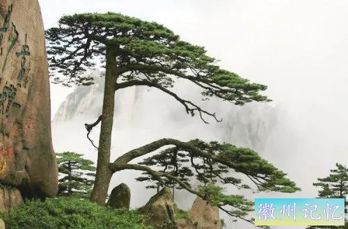 分享大美黄山的迎客松 美呆啦-14.jpg