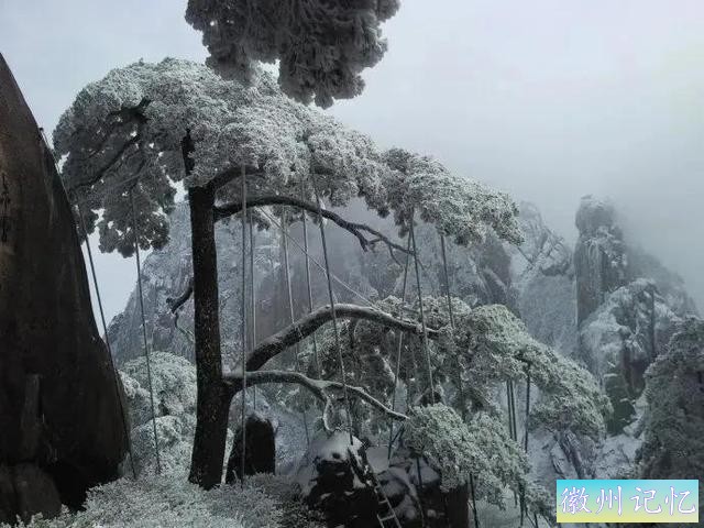 分享大美黄山的迎客松 美呆啦-26.jpg