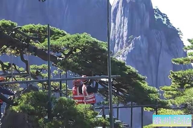 黄山迎客松800多年树龄，迎来第五次体检：揭开大众怀疑假树真相-2.jpg