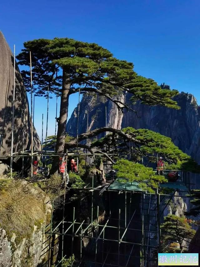 黄山迎客松800多年树龄，迎来第五次体检：揭开大众怀疑假树真相-4.jpg