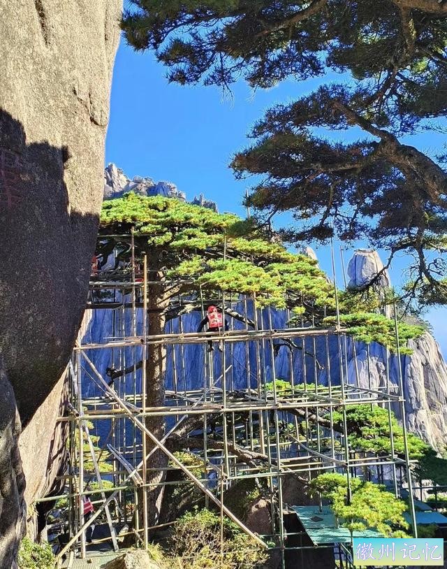 黄山迎客松800多年树龄，迎来第五次体检：揭开大众怀疑假树真相-3.jpg