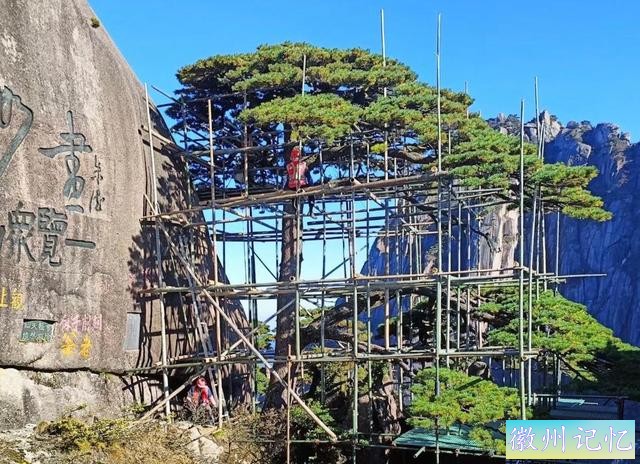 黄山迎客松800多年树龄，迎来第五次体检：揭开大众怀疑假树真相-7.jpg