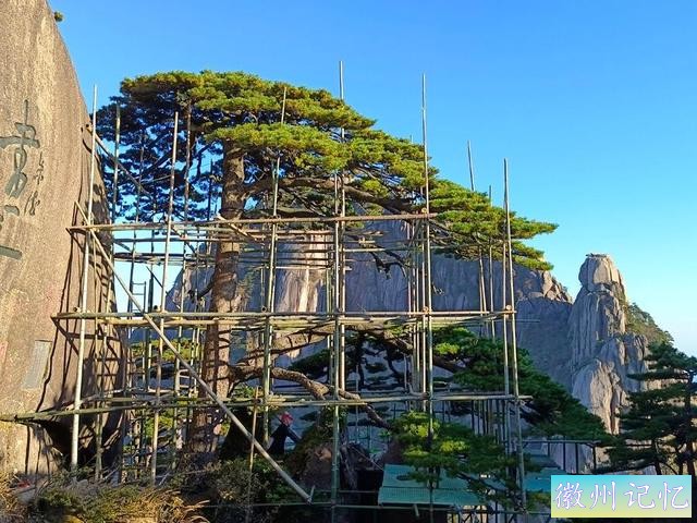 黄山迎客松800多年树龄，迎来第五次体检：揭开大众怀疑假树真相-8.jpg