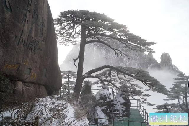 被质疑为假树的黄山迎客松，警卫日夜看守，掉一片叶子都有人记录-5.jpg