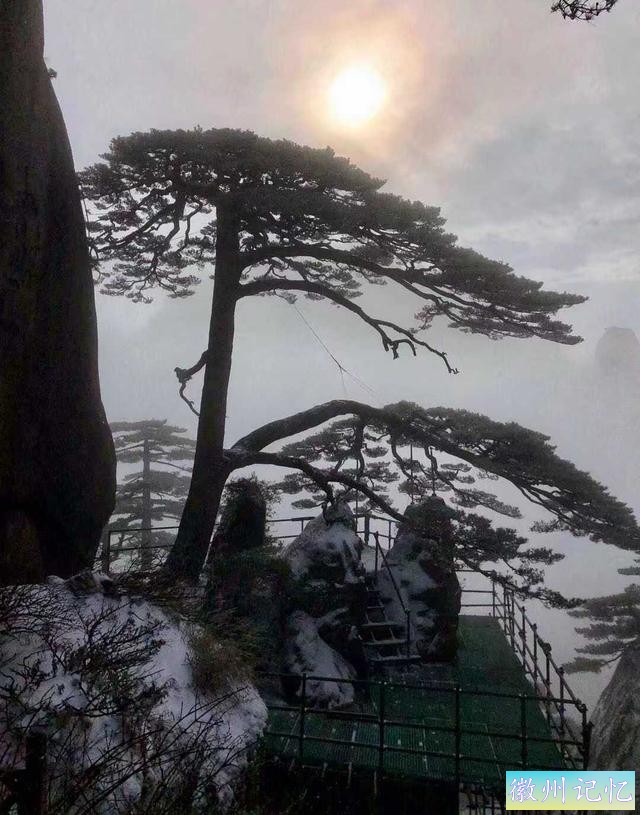 被质疑为假树的黄山迎客松，警卫日夜看守，掉一片叶子都有人记录-4.jpg