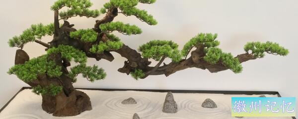 迎客松怎么养-1.jpg