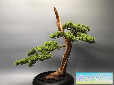 迎客松怎么养-3.jpg