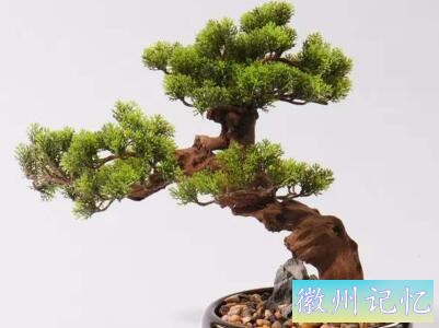 迎客松怎么养-2.jpg