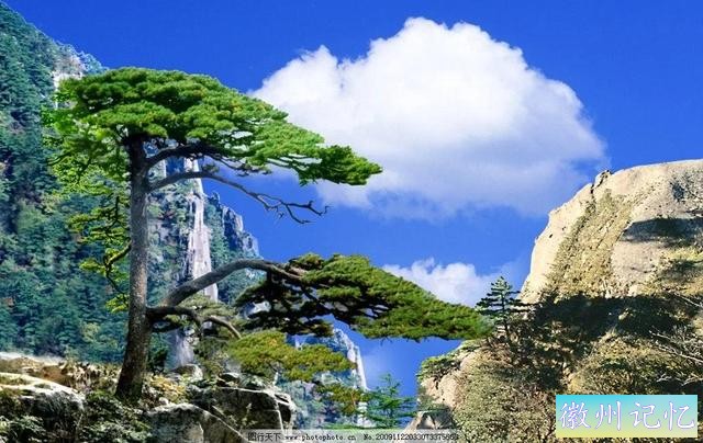 最美迎客松，精美手机壁纸-8.jpg