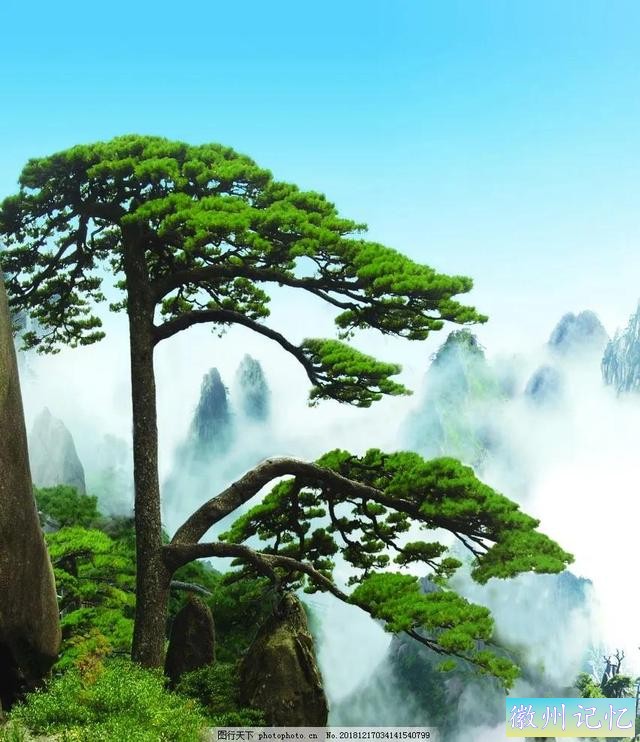 最美迎客松，精美手机壁纸-5.jpg