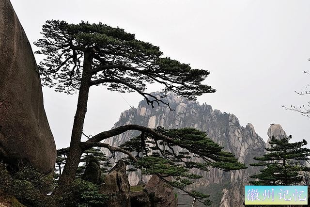 黄山“四绝”之一的迎客松-11.jpg
