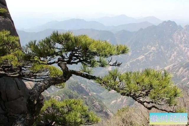 树龄1300年的迎客松，多年来似乎一直没变样，是真树还是假树-3.jpg