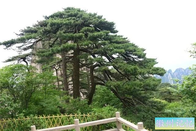 树龄1300年的迎客松，多年来似乎一直没变样，是真树还是假树-4.jpg