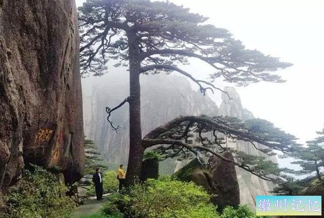 树龄1300年的迎客松，多年来似乎一直没变样，是真树还是假树-5.jpg