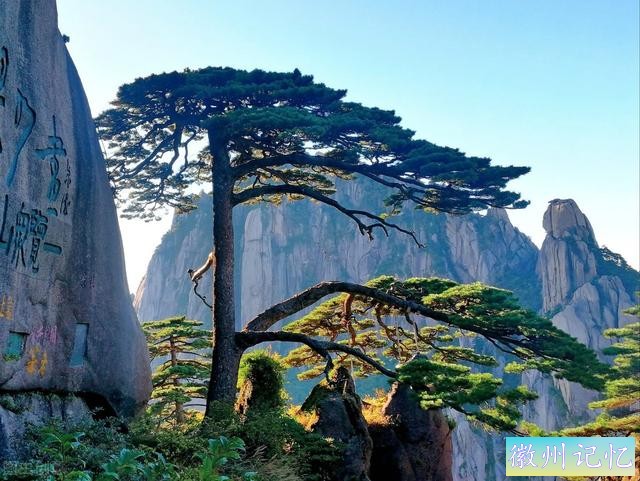 迎客松为什么出名？“颜值”高，寓意好，传播广，不想出名都难-1.jpg