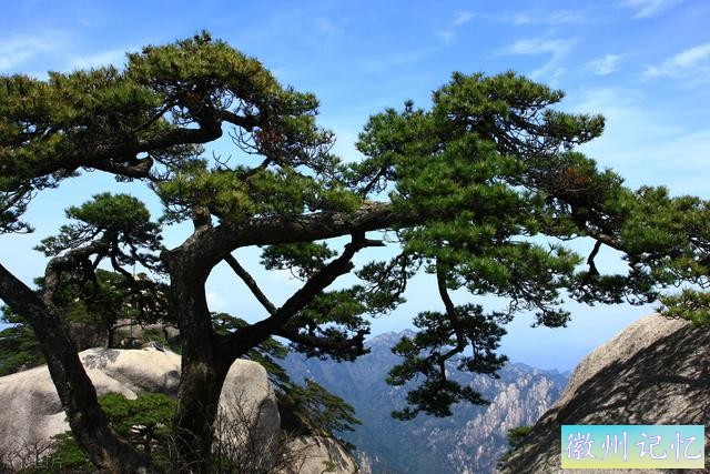 迎客松为什么出名？“颜值”高，寓意好，传播广，不想出名都难-3.jpg