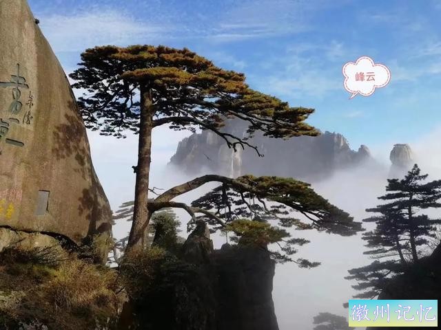 多姿的国宝迎客松-3.jpg