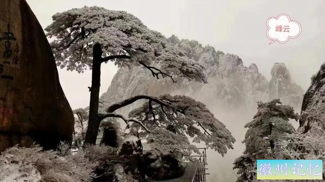 多姿的国宝迎客松-4.jpg