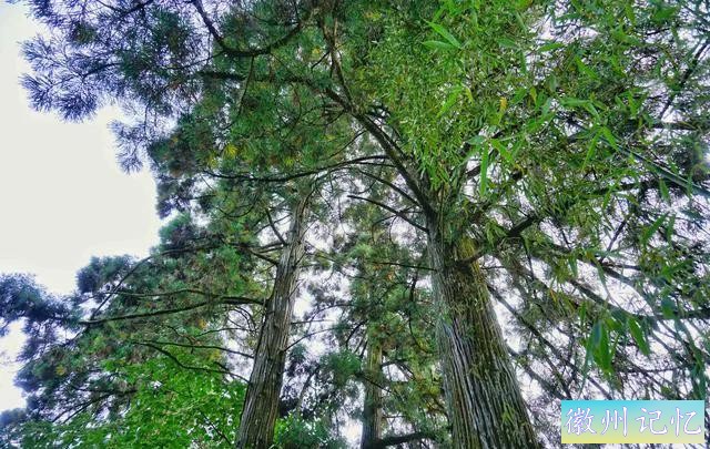 福建三明莲花峰：百年柳杉，千年酒村，修仙打卡地-4.jpg