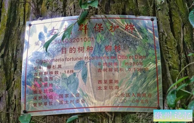 福建三明莲花峰：百年柳杉，千年酒村，修仙打卡地-5.jpg