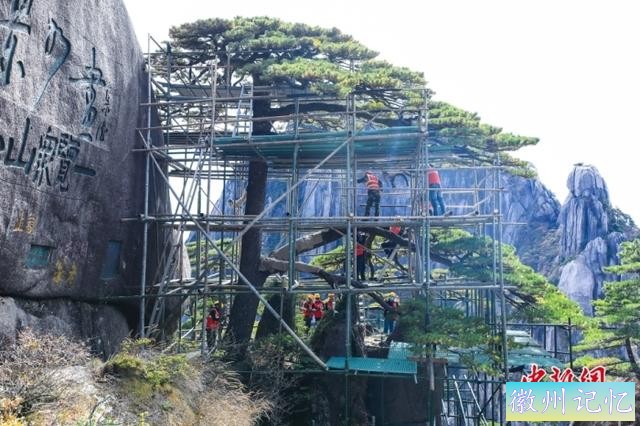 黄山千年迎客松“体检”揭盅：顶芽饱满，长势良好-1.jpg