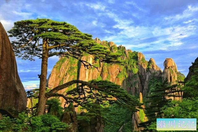迎客松，岁月中的绝美风姿-15.jpg