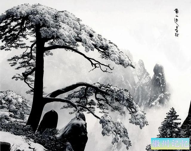 迎客松，岁月中的绝美风姿-13.jpg