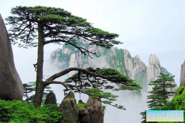 迎客松美图集锦：带您走进“国宝”的一年四季-1.jpg