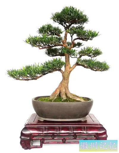迎客松壁纸，手机壁纸-10.jpg