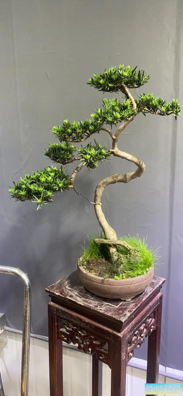 迎客松壁纸，手机壁纸-11.jpg