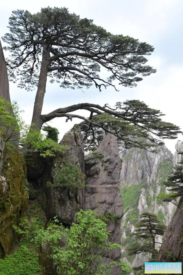 分享——黄山迎客松美图-6.jpg