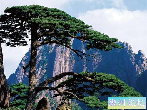 全国唯一配有“保镳”人员的树木，黄山迎客松-1.jpg