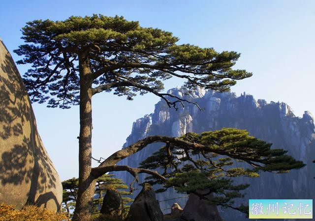 全国唯一配有“保镳”人员的树木，黄山迎客松-5.jpg