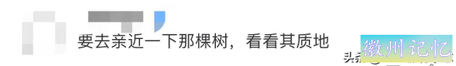 黄山迎客松被游客强行“亲近”，官方发话：请文明游园！本来，迎客松从80年代开始就被专人守护-21.jpg