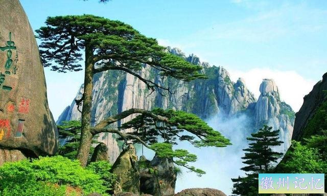 “迎客松”为什么远近闻名？它是中外友谊的象征-1.jpg