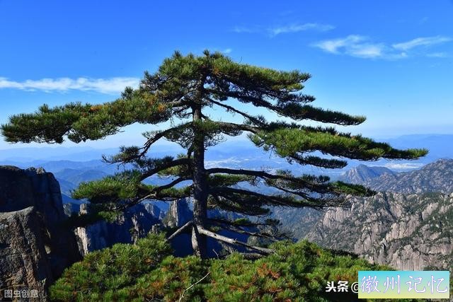 世界上最贵的一棵树，黄山迎客松，军人24小时专门守护-6.jpg