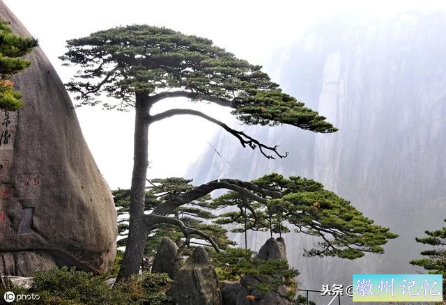 世界上最贵的一棵树，黄山迎客松，军人24小时专门守护-9.jpg