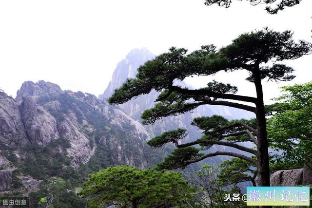 世界上最贵的一棵树，黄山迎客松，军人24小时专门守护-7.jpg