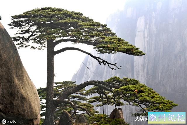 世界上最贵的一棵树，黄山迎客松，军人24小时专门守护-13.jpg