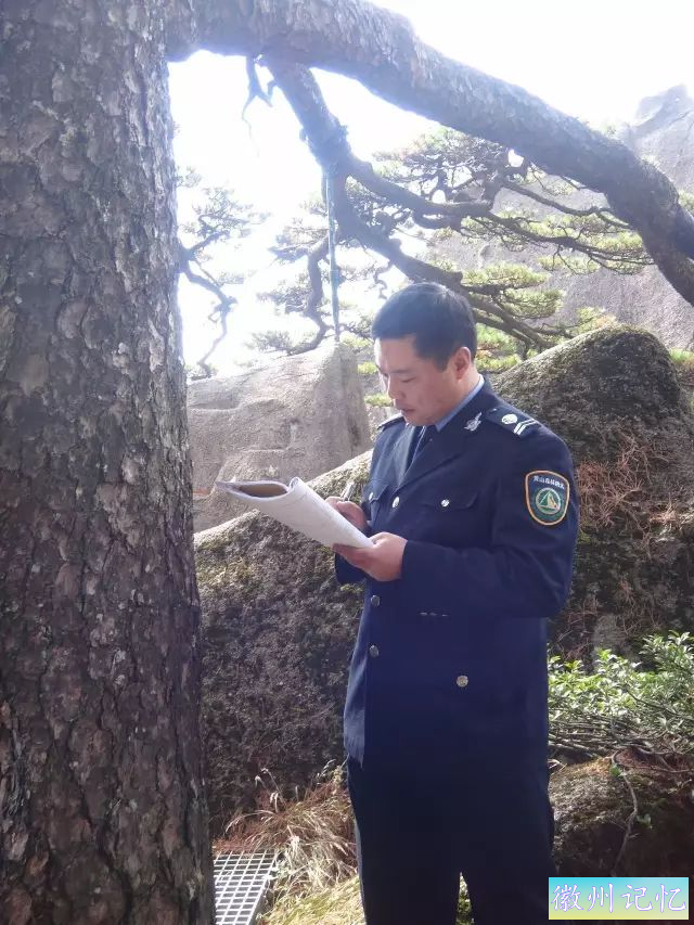 你所不知道的，黄山上还有这些“迎客松”-4.jpg
