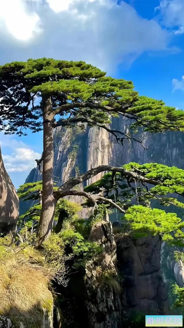 迎客松的一年四季-2.jpg