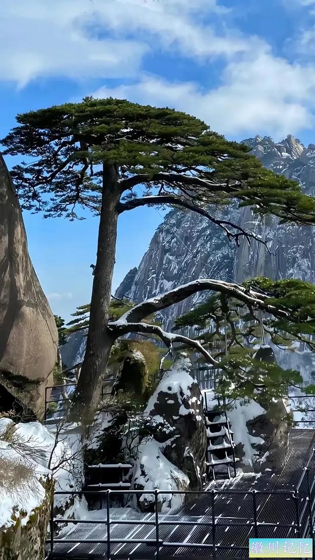 迎客松的一年四季-4.jpg