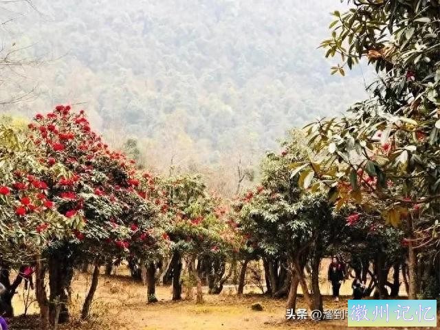 家乡美：苍山西坡莲花峰，平缓植被绿意浓。杜鹃绚烂红如火，春色-1.jpg