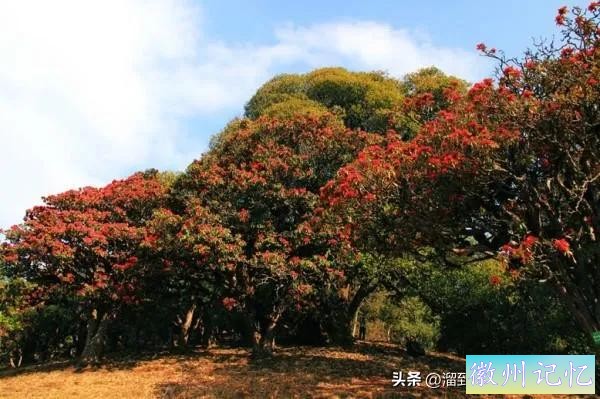 家乡美：苍山西坡莲花峰，平缓植被绿意浓。杜鹃绚烂红如火，春色-3.jpg