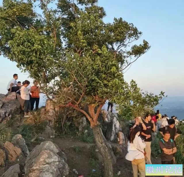 湖北60岁网红树“襄阳迎客松”被砍，网友大怒 本地：正进行抢救？-2.jpg